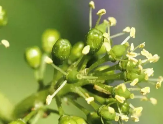 植物調節劑