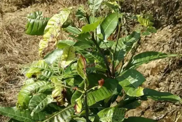 植物生長調節劑